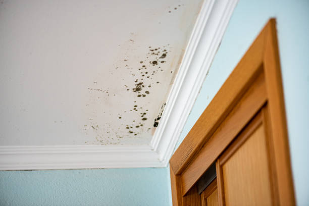 Best Toxic Mold Removal  in Memphis, TN