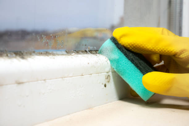 Professional Mold Removal in Memphis, TN