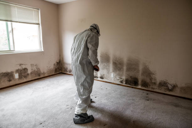 Office Mold Removal Services in Memphis, TN